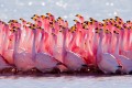Paarungsritual: James-Flamingo