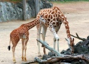 Frau Giraffe & Junior
