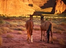 Pferde in demNavajo Tribal Park, Monument Valley