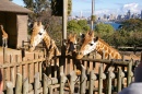 Giraffen in dem Taronga-Zoo, Australien