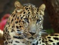 Amurleopard