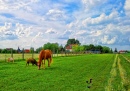 Pferde in der Landschaft