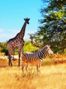 Zebra und Giraffe in Namibia