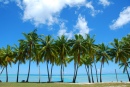 Palmen, Cookinseln