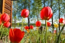 Tulpen strecken der warmen Sonne entgegen