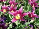Lilienblütige Tulpen, Longwood Gardens
