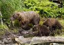 Bärensau mit Lachs und jungen Bären