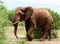 Afrikanischer Elefant Spaziert