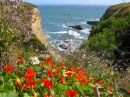 Kliffe und Blumen auf der Pazifischen Küste