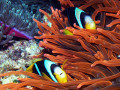Anemonenfische