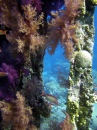 Koralle im Yolanda Wreck