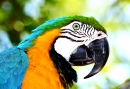 Blau-und-Gelber Macaw
