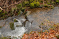 Wasser im Wald
