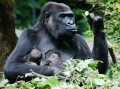 Gorilla im Burgers' Zoo, die Niederlande