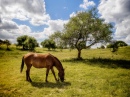 Mit Pferden sehen die Landschaften Schöner aus