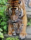 Junge Tiger