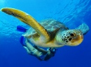 Grüne Meeresschildkröte, Teneriffa, Kanarische Inseln