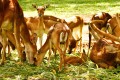 Hirsche im Bannerghatta-Nationalpark, Indien