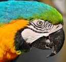 Macaw Porträt