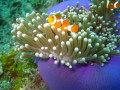Anemonenfische