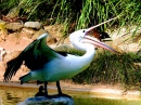 Pelikan im Zoo Adelaide