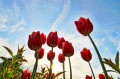 Rote Tulpen