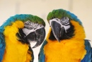 Zwei Papageienfreunde im Zoo in der Schweiz