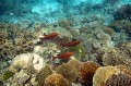 Tauchen im Maledivischen Korallengarten