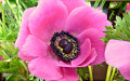 Pinke Kronen-Anemone