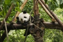 Schlafendes Panda-Baby
