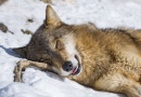 Niedlicher Schlafender Wolf