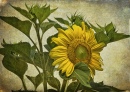 Vintage Sonnenblume