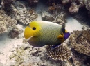 Malediven tauchen: Blaukopf-Kaiserfisch