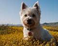 Mackenzie in Carrizo Plain Wildblumen