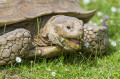 Schildkröte isst eine Gänseblume