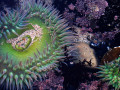 Seeanemone