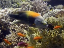 Drückerfisch im Jackson Reef
