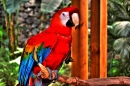 Papagei aus dem Wildpark Izmir
