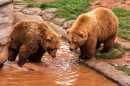Bären im Oklahoma City Zoo
