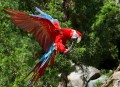 Macaw im Cincinnati-Zoo