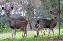 Hirsche im Santa Teresa County Park