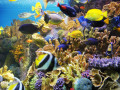 Kaiserfische und Tropische Korallen