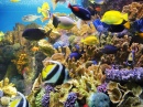 Kaiserfische und Tropische Korallen