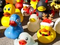 Es ist eine Enten-Parade!