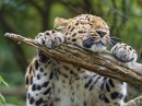 Dieser Leopard Liebt Wirklich Sein Ast