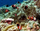 Anemonefish-Kolonie