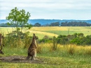 Das Denkende Känguru, Great Ocean Road
