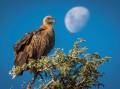 Kgalagadi-Transfrontier-Nationalpark, Afrika