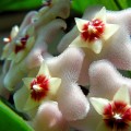 Hoya Blumen