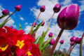Tulpen im Himmel